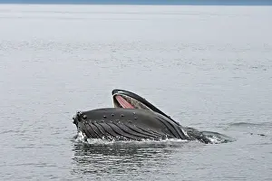 Humpbacks: Humpback Whale - Surface feeding
