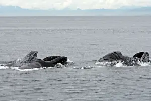 Humpbacks: Humpback Whale - Surface feeding