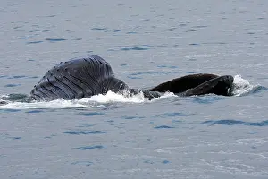 Humpbacks: Humpback Whale - Surface feeding