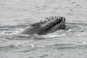 Humpbacks: Humpback Whale - Surface feeding