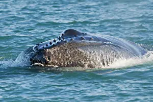 Humpbacks: Humpback Whale - surface feeding