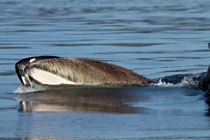 Lunge: Humpback Whale - surface feeding - lateral lunge