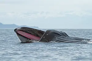 Grooves: Humpback Whale - surface feeding - lateral lunge