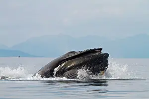 Grooves: Humpback Whale - surface feeding - lateral lunge