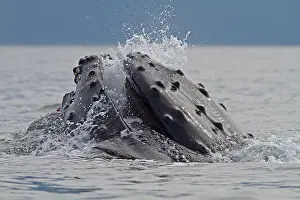 Grooves: Humpback Whale - surface feeding - lateral lunge