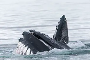 Grooves: Humpback Whale - surface feeding - mouth open with