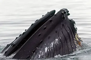 Grooves: Humpback Whale - surface feeding - mouth open with