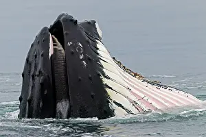 Grooves: Humpback Whale - surface feeding - mouth open with