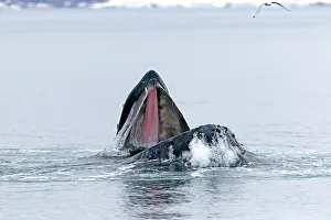 Grooves: Humpback Whale - surface feeding - mouth open with