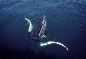 Flippers: Humpback whale, surfacing near a whale watching boat