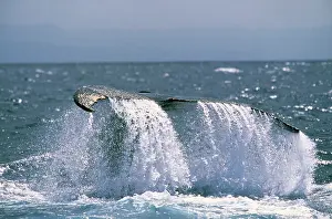 Atlantica: HUMPBACK WHALE - TAIL