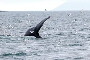 Grooves: Humpback Whale - tail