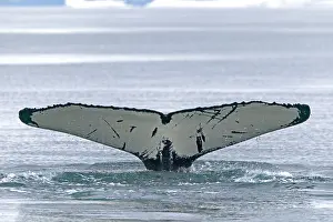 Humpbacks: Humpback Whale - tail