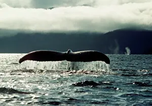Fluke: Humpback Whale - Tail