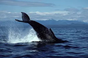 Breach: Humpback whale - Tail breach