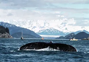 Sizes: Humpback Whale - Tail and fishing boats