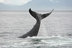 Slap: Humpback Whale - tail slapping