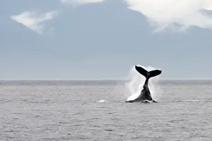 Slap: Humpback Whale - tail slapping