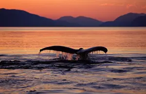 Novaengliae: Humpback Whale - tail at sunset