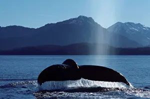 Novaengliae: Humpback Whale - Tail above water