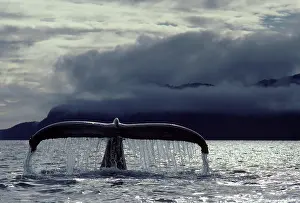 Novaengliae: Humpback Whale - Tail above water