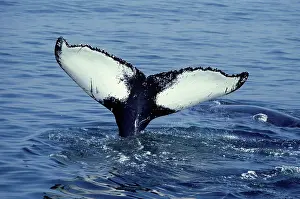 Novaengliae: Humpback Whale - Tail above water