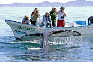 Tours: Humpback Whale - with tourist boat