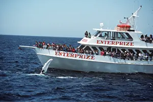 Humpback: Humpback Whale - tourists watching from boat
