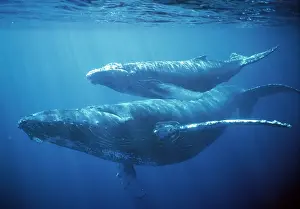 Humpback Whale - two underwater