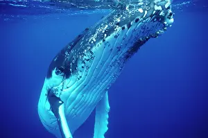 Novaengliae: Humpback WHALE - underwater