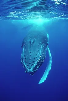 Novaengliae: Humpback WHALE - underwater