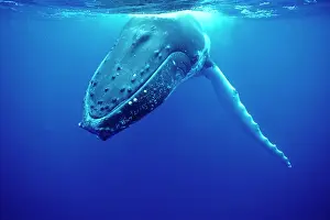 Novaengliae: Humpback WHALE - underwater