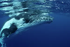 Novaengliae: Humpback WHALE - underwater