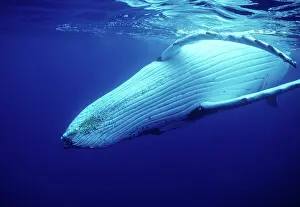 Novaengliae: Humpback WHALE - underwater, showing throat & ventral