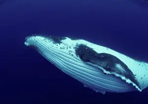 Novaengliae: Humpback WHALE - underwater, showing throat & ventral