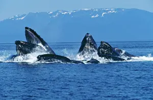 Operative: HUMPBACK WHALES - co-operative feeding / bubble