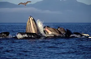 Novaengliae: Humpback Whales - co-operative feeding / Bubble net feeding