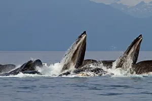 Lunge: Humpback Whales - group lunge / bubblenet feeding