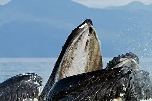 Lunge: Humpback Whales - group lunge / bubblenet feeding