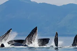 Lunge: Humpback Whales - group lunge / bubblenet feeding