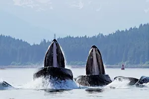 Lunge: Humpback Whales - group lunge / bubblenet feeding