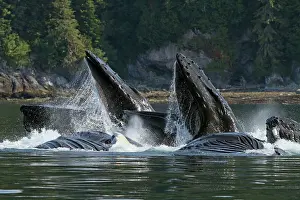 Lunge: Humpback Whales - group lunge / bubblenet feeding