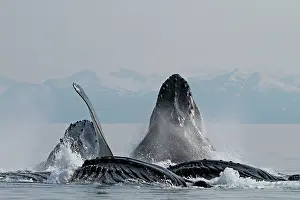 Lunge: Humpback Whales - group lunge / bubblenet feeding