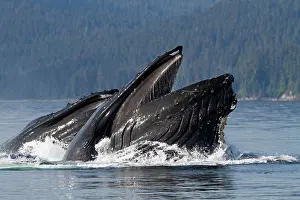 Lunge: Humpback Whales - group lunge / bubblenet feeding