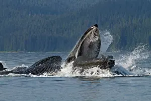 Lunge: Humpback Whales - group lunge / bubblenet feeding