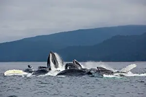 Lunge: Humpback Whales - group lunge / bubblenet feeding