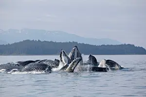 Lunge: Humpback Whales - group lunge / bubblenet feeding