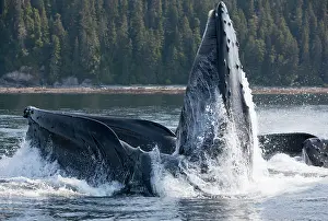 Lunge: Humpback Whales - group lunge / bubblenet feeding