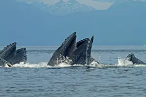 Lunge: Humpback Whales - group lunge / bubblenet feeding