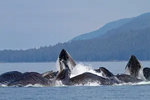 Lunge: Humpback Whales - group lunge / bubblenet feeding